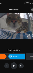 Found/Stray Unknown Cat last seen Across from BestBet Orange Park in apmt complex, Orange Park, FL 32073