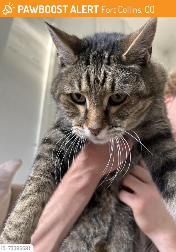 Found/Stray Male Cat last seen ClearView Ave, Fort Collins, CO 80526