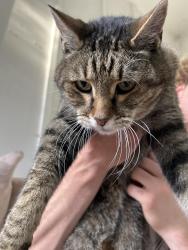 Found/Stray Male Cat last seen ClearView Ave, Fort Collins, CO 80526