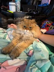 Lost Male Cat last seen Mount Airey, clbh Lane, Eagle Mountain, UT 84005
