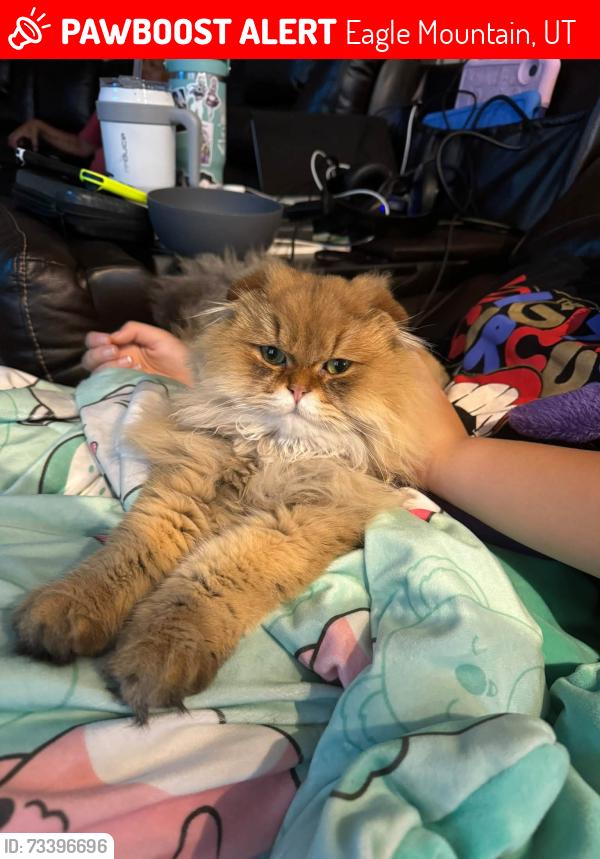Lost Male Cat last seen Mount Airey, clbh Lane, Eagle Mountain, UT 84005