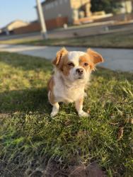Lost Female Dog last seen Locan, Clinton, Fresno, CA 93737