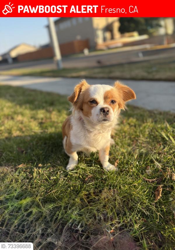 Lost Female Dog last seen Locan, Clinton, Fresno, CA 93737