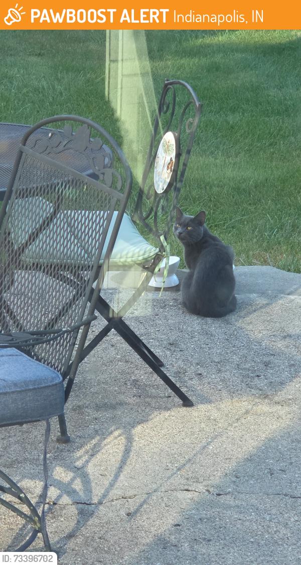 Found/Stray Male Cat last seen Near JCC, Indianapolis, IN 46260