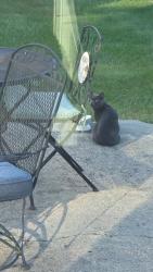 Found/Stray Male Cat last seen Near JCC, Indianapolis, IN 46260