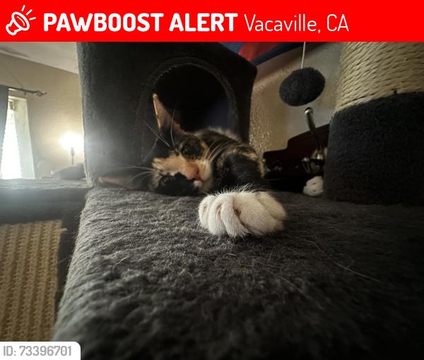 Lost Female Cat last seen Deer creek dr and marna dr, Vacaville, CA 95687