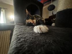 Lost Female Cat last seen Deer creek dr and marna dr, Vacaville, CA 95687