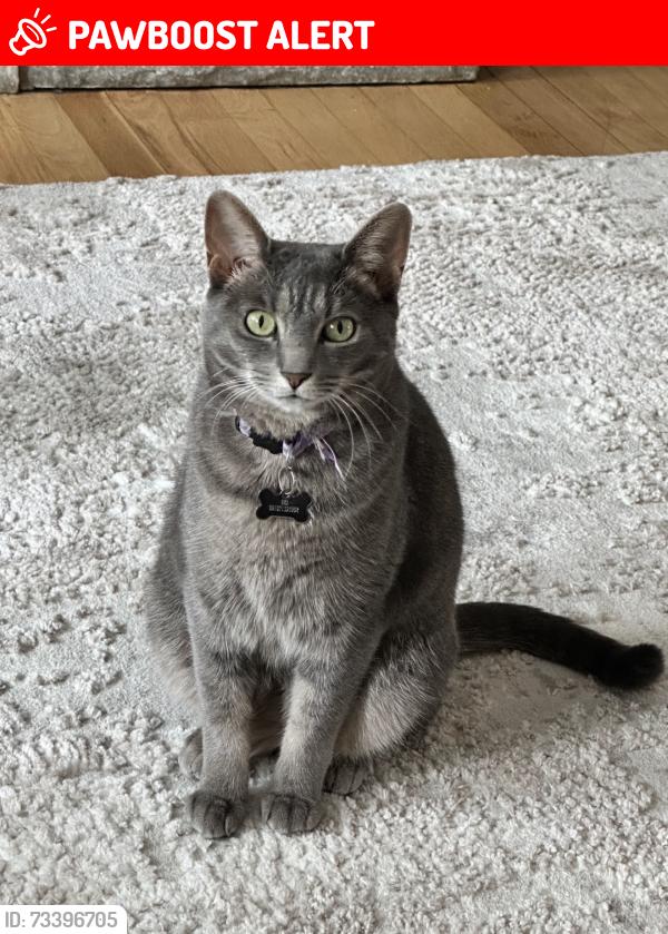 Lost Female Cat last seen bennet st, Woodbridge Township, NJ 08863