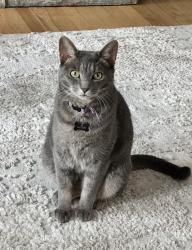 Lost Female Cat last seen bennet st, Woodbridge Township, NJ 08863