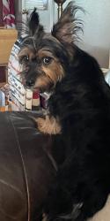 Reunited Female Dog last seen 35th ave/Northern, Phoenix, AZ 85051