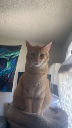 Lost Male Cat last seen Neighborhood behind Big 5 Sporting goods by Valley Fair Mall, Salt Lake City, UT 84119