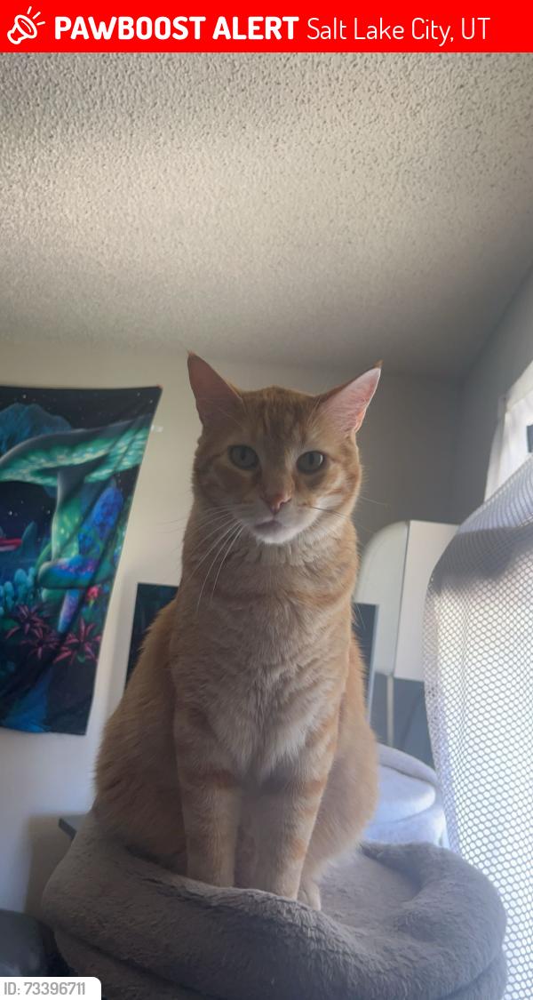 Lost Male Cat last seen Neighborhood behind Big 5 Sporting goods by Valley Fair Mall, Salt Lake City, UT 84119