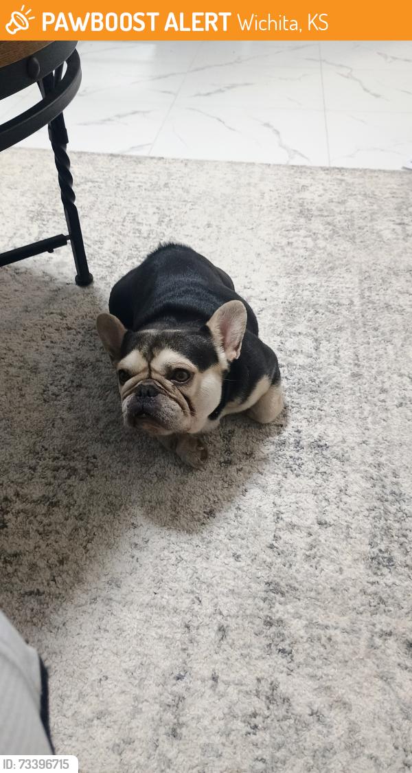 Found/Stray Male Dog last seen South Fern and Merton, Wichita, KS 67213