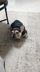 Found/Stray Male Dog last seen South Fern and Merton, Wichita, KS 67213