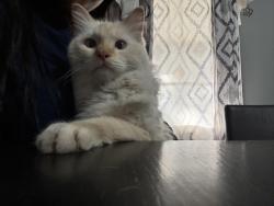 Found/Stray Unknown Cat last seen Jump Start on Pawnee, Wichita, KS 67211
