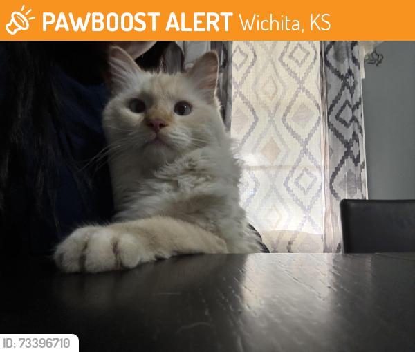 Found/Stray Unknown Cat last seen Jump Start on Pawnee, Wichita, KS 67211
