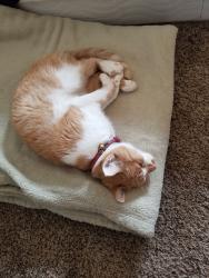 Lost Female Cat last seen Westernhills dr ne Rio Rancho, Rio Rancho, NM 87124