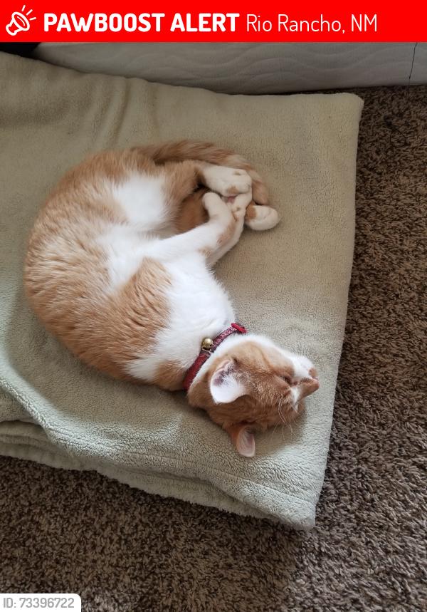 Lost Female Cat last seen Westernhills dr ne Rio Rancho, Rio Rancho, NM 87124