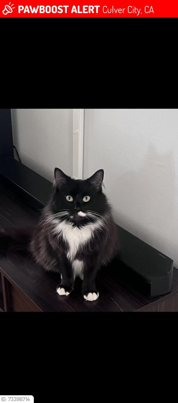 Lost Female Cat last seen Sepulveda. Culver blvd, Culver City, CA 90230