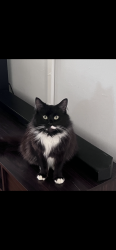 Lost Female Cat last seen Sepulveda. Culver blvd, Culver City, CA 90230