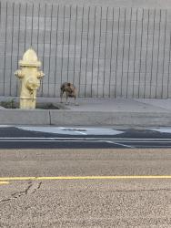 Found/Stray Unknown Dog last seen Morris and Cental, Albuquerque, NM 87112