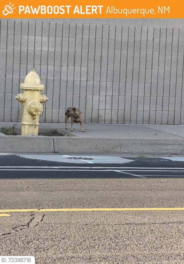Found/Stray Unknown Dog last seen Morris and Cental, Albuquerque, NM 87112