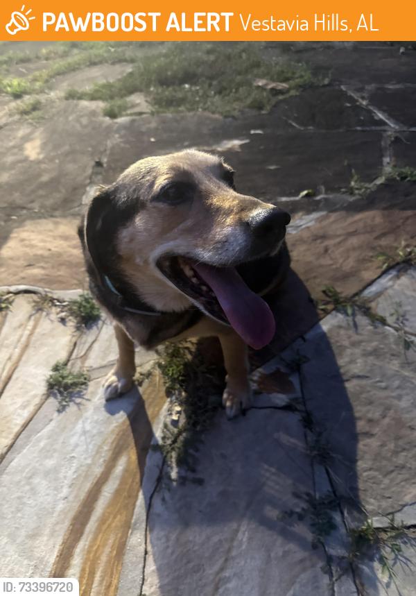 Found/Stray Male Dog last seen Near Rocky ridge road, Vestavia Hills, AL 35216