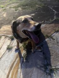 Found/Stray Male Dog last seen Near Rocky ridge road, Vestavia Hills, AL 35216