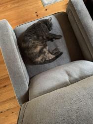 Lost Female Cat last seen Old Drake & Seabrook Drive, Seabrook Island, SC 29455