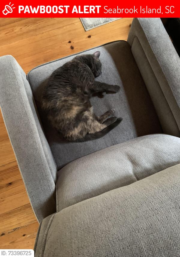 Lost Female Cat last seen Old Drake & Seabrook Drive, Seabrook Island, SC 29455