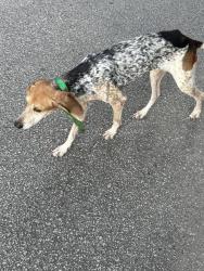 Found/Stray Unknown Dog last seen Hindu Temple & Cultural Center of South Carolina on the corner of Kiara Rd. and Wilton Hill Rd., Columbia, SC 29212