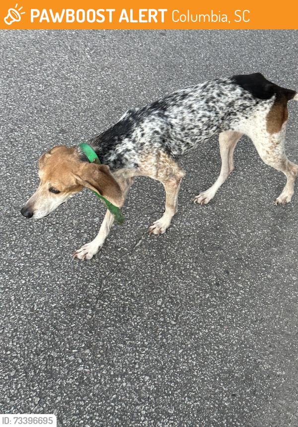 Found/Stray Unknown Dog last seen Hindu Temple & Cultural Center of South Carolina on the corner of Kiara Rd. and Wilton Hill Rd., Columbia, SC 29212