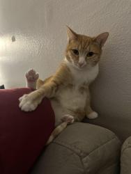 Lost Female Cat last seen By 5th street, Port Angeles, WA 98363