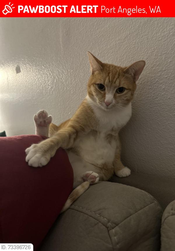 Lost Female Cat last seen By 5th street, Port Angeles, WA 98363