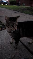 Found/Stray Female Cat last seen 107th and Artesian, Chicago, IL 60655