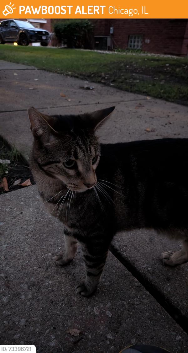 Found/Stray Female Cat last seen 107th and Artesian, Chicago, IL 60655