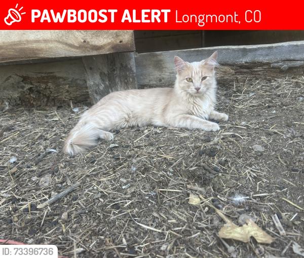 Lost Female Cat last seen N 87th and vermillion, Longmont, CO 80503