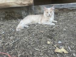 Lost Female Cat last seen N 87th and vermillion, Longmont, CO 80503
