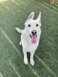 Reunited Female Dog last seen Palmero and Nordica, Los Angeles, CA 90065