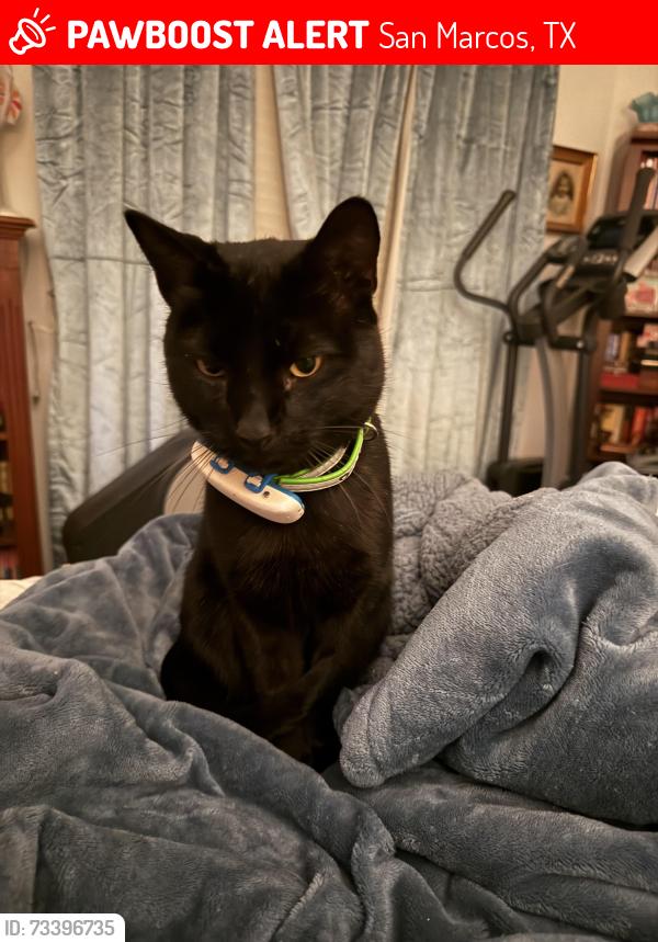 Lost Male Cat last seen Harris hill & Yarrington road, San Marcos, TX 78666