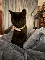 Lost Male Cat last seen Harris hill & Yarrington road, San Marcos, TX 78666