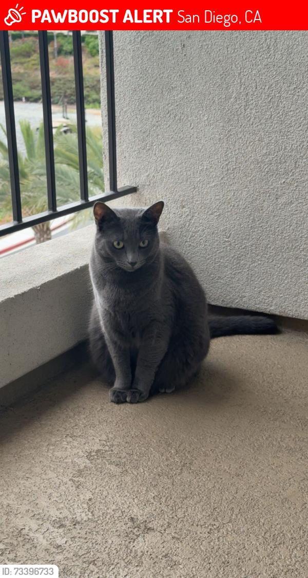 Lost Female Cat last seen Near Golden Sky Way San Diego, CA 92154 United States, San Diego, CA 92154