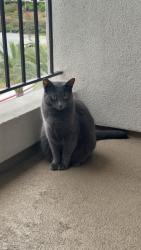 Lost Female Cat last seen Near Golden Sky Way San Diego, CA 92154 United States, San Diego, CA 92154