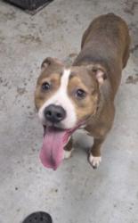 Lost Male Dog last seen Cassady Avenue, Columbus, OH 43219