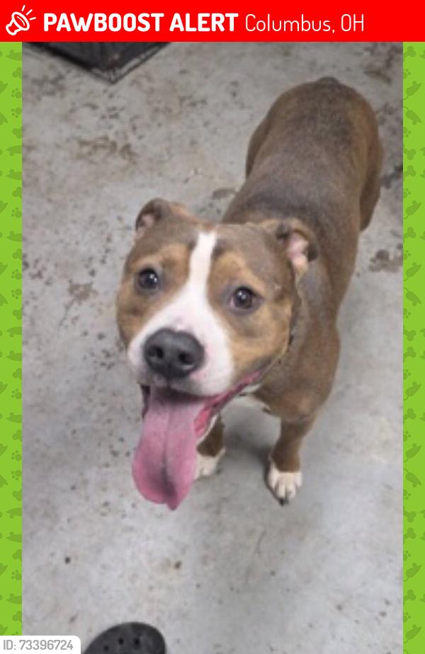 Lost Male Dog last seen Cassady Avenue, Columbus, OH 43219