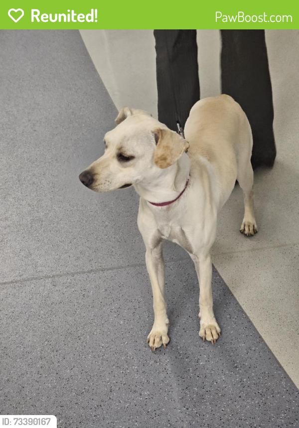 Reunited Female Dog last seen NE 63rd Ave, Vancouver, WA 98661, USA, Vancouver, WA 98661
