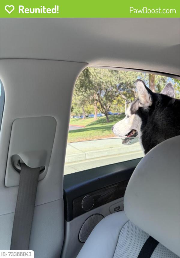 Reunited Male Dog last seen VA hosp Loma Linda, Loma Linda, CA 92354