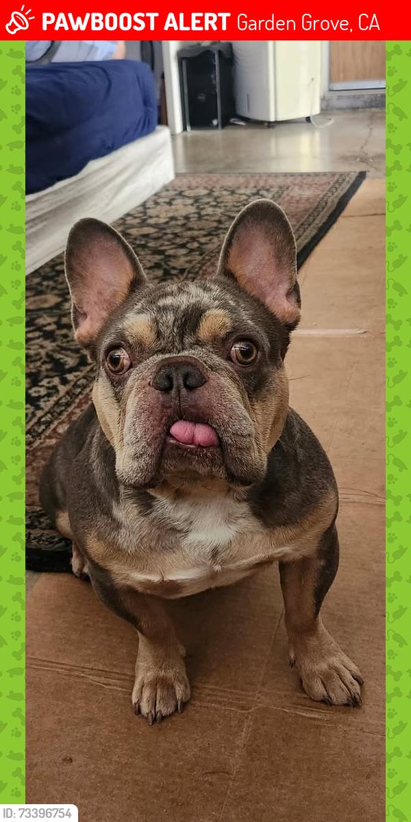 Lost Male Dog last seen chapman and knott, Garden Grove, CA 92845
