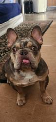 Lost Male Dog last seen chapman and knott, Garden Grove, CA 92845