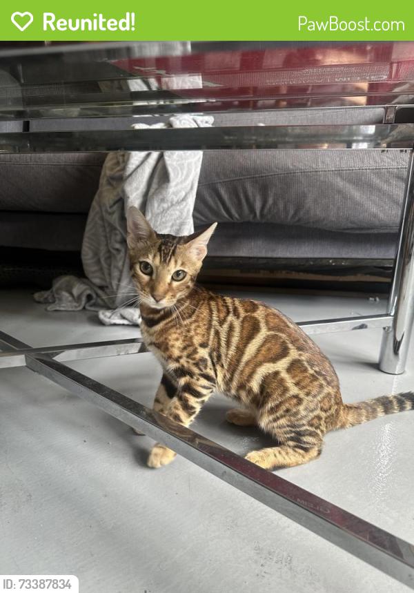 Reunited Female Cat last seen Near Backlick rd, Springfield, VA 22150